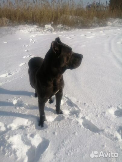 Кобель вязка кане Корсо