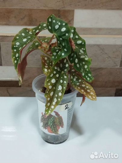 Бегония Макулата