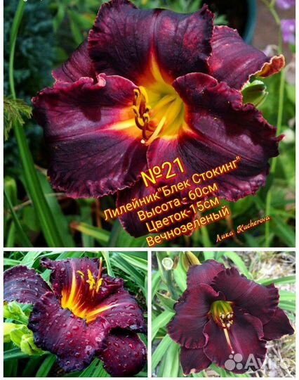 Лилейники сортовые почта/сдек