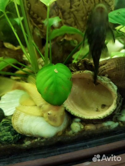 Аквариумные рыбки