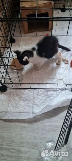 Уколы и капельницы для животных на дому