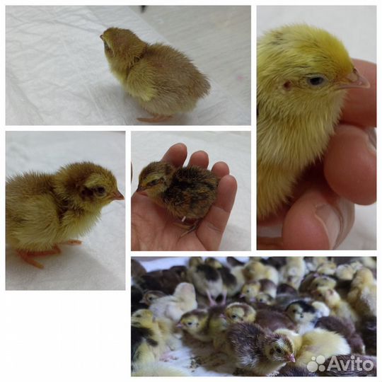 Перепела недельные