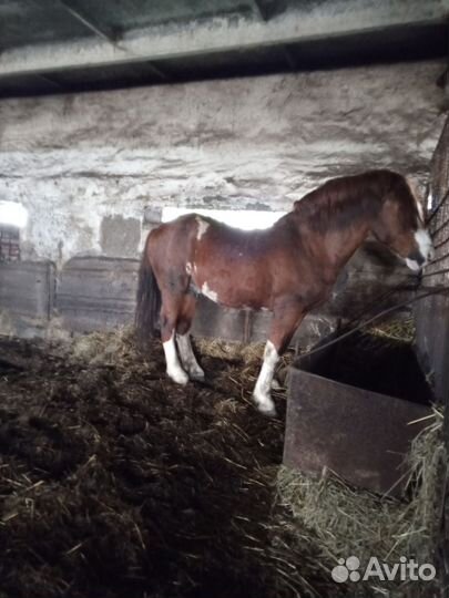 Жеребец полутяж. Обмен