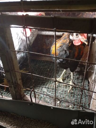 Молодые петухи