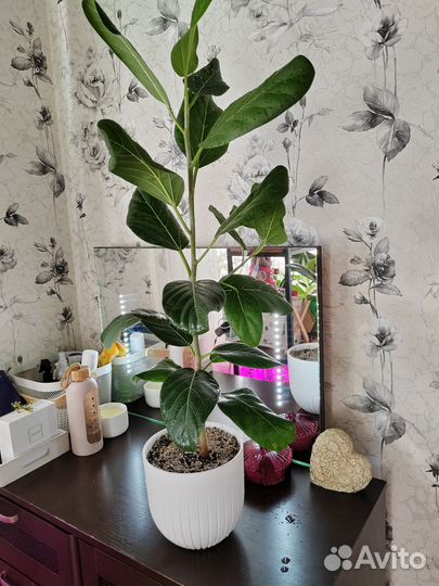 Фикус Бенгальский