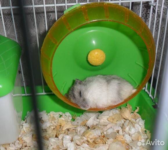 Передержка животных