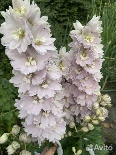 Дельфиниум семена