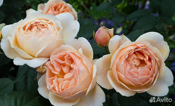 Канадские розы