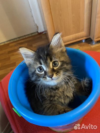 Котик в добрые руки