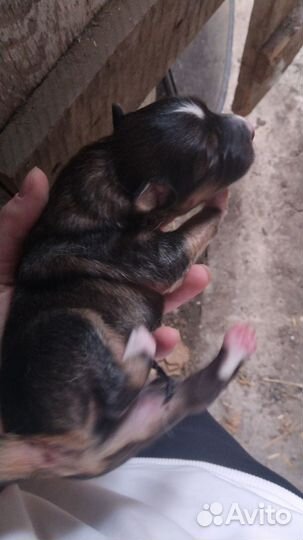 Щенята, в добрые руки