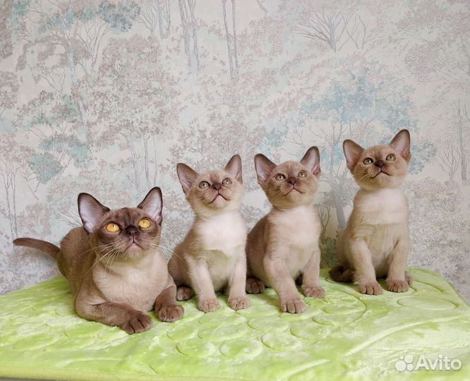Бурманские любимки