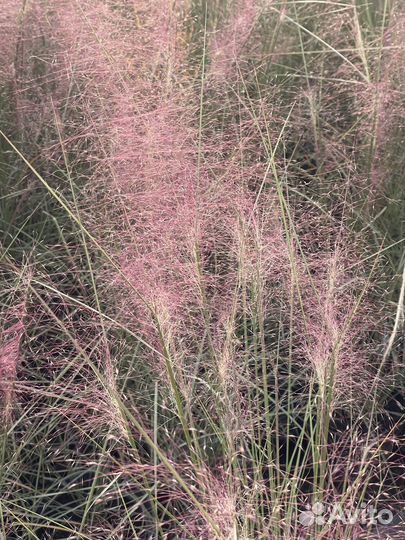 Мюленбергия волосовидная / Оленья трава