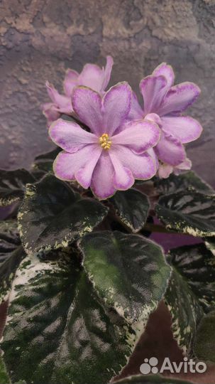 Фиалка сортовая