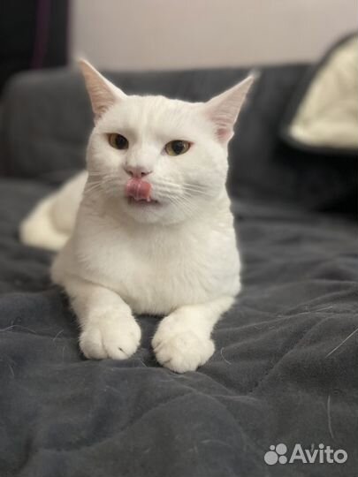 Котенок в дар бесплатно