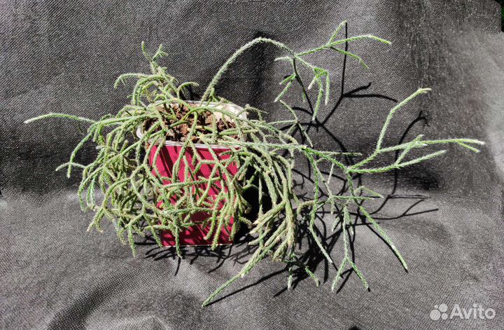 Рипсалис, Сингониум Мотлед