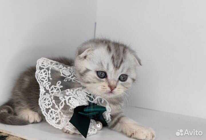 Шотландская вислоухая шиншилла