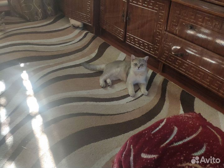 Британские котята