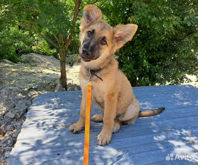 Щенок в добрые руки