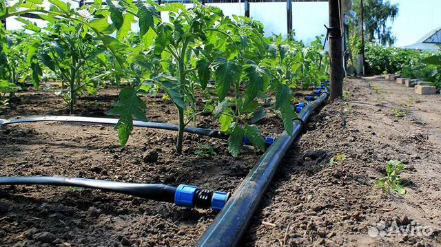 Капельный полив