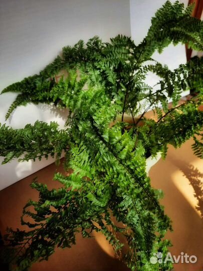 Папоротник Нефролепис кудрявый