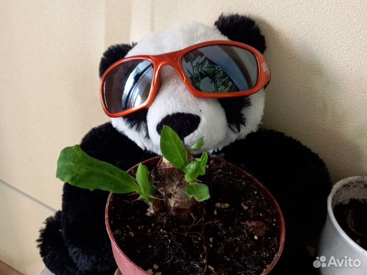 Солнцезащитные очки мужские