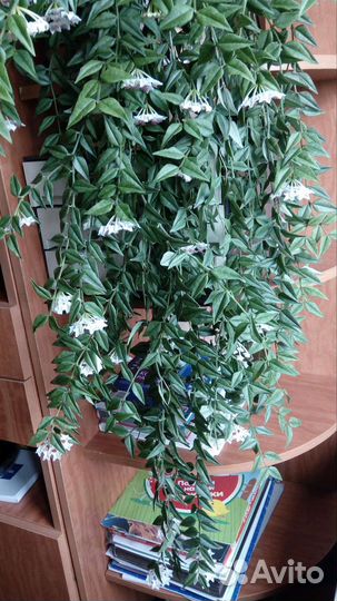 Укоренённые черенки Хойи