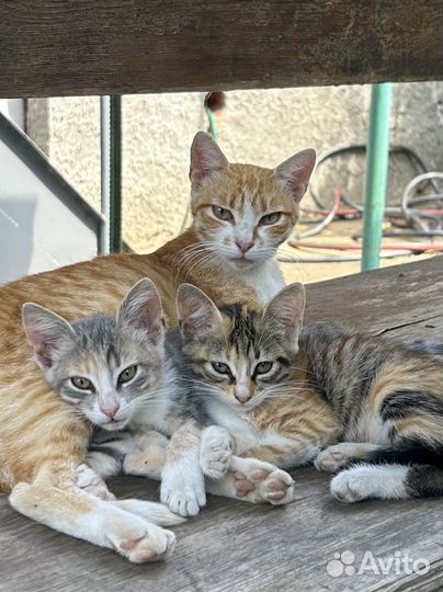Отдам очаровательных котят