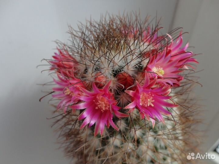 Детки цветущих кактусов