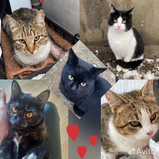 Классные коты