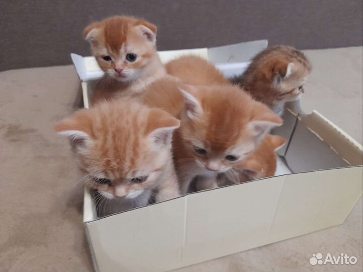 Британцы шиншилла