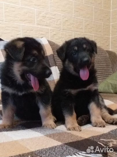 Щенки немецкой овчарки