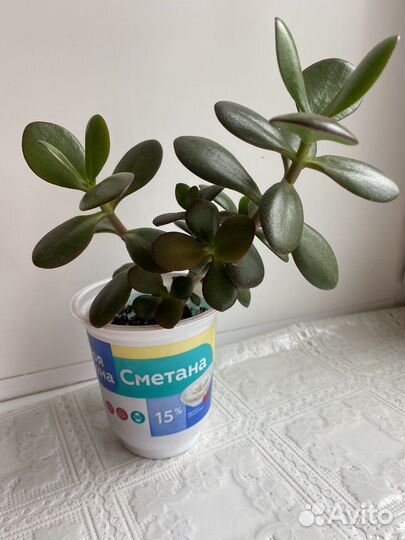 Цветы Денежное дерево (Толстянка), алоэ столетник