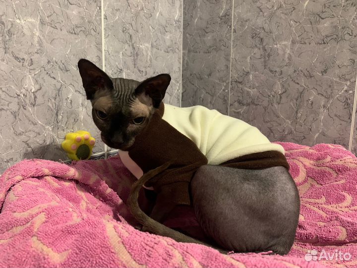 Канадский Сфинкс