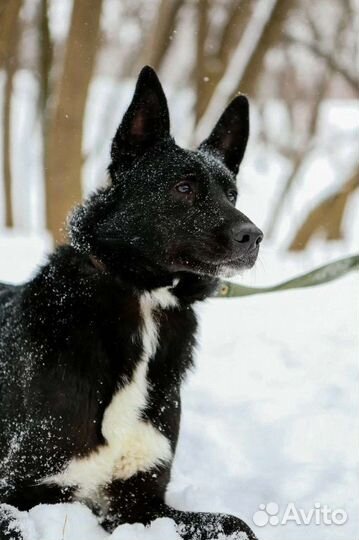 Собака в добрые руки