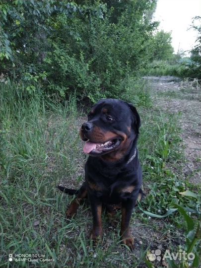 Вязка ротвейлера