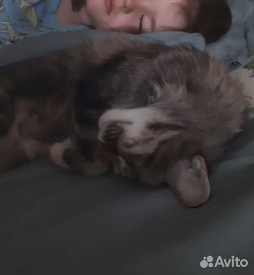 Курильский бобтейл почти