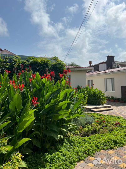 Клубни канны