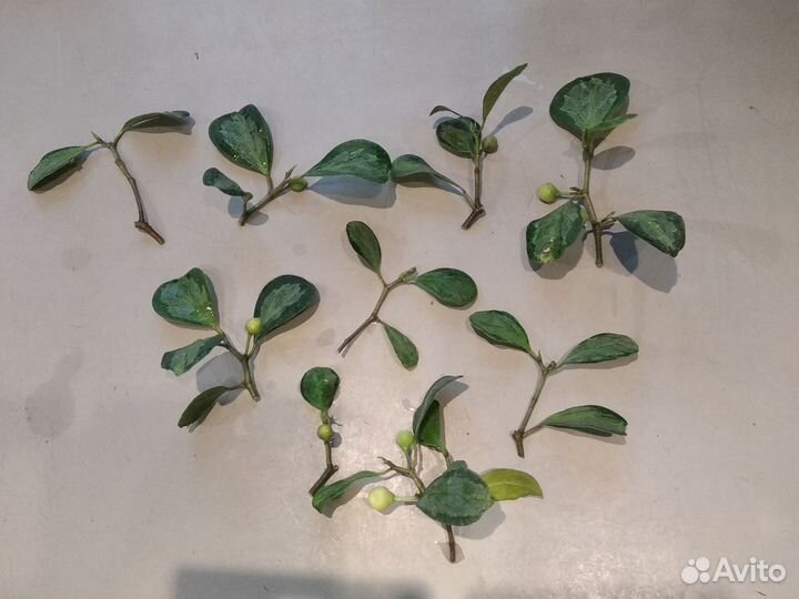 Фикусы. Диверсифолия вариегатная