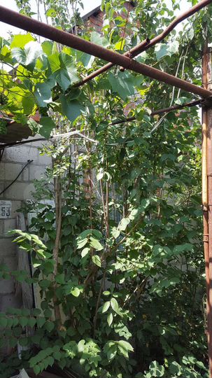 Дача 37 м² на участке 6 сот.