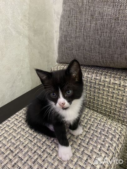Котенок в добрые руки
