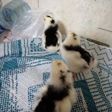 Цыплята суточные легорн