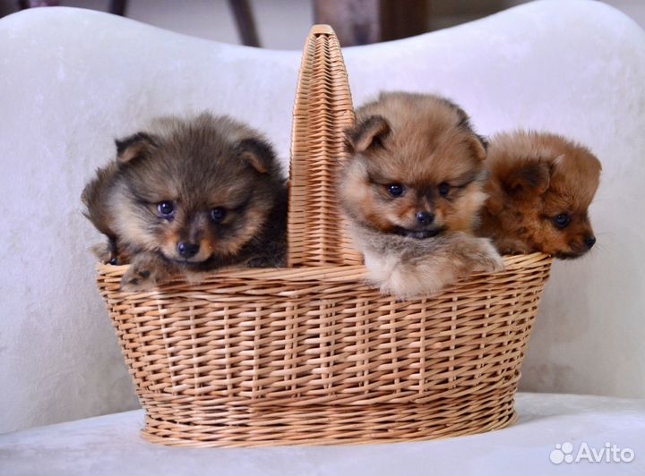 Фотограф анималист