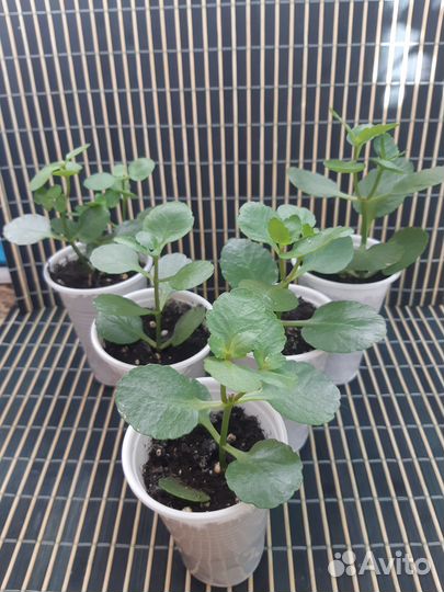 Каланхоэ малыши