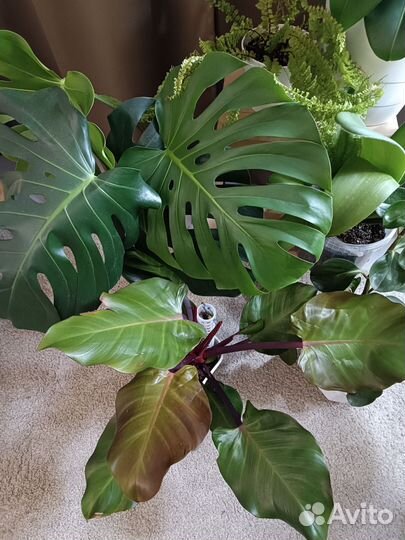 Комнатные растения цветы большие