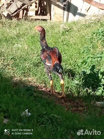 Бойцовая птица