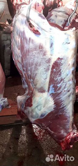 Говядина, мясо быков Коров тушами