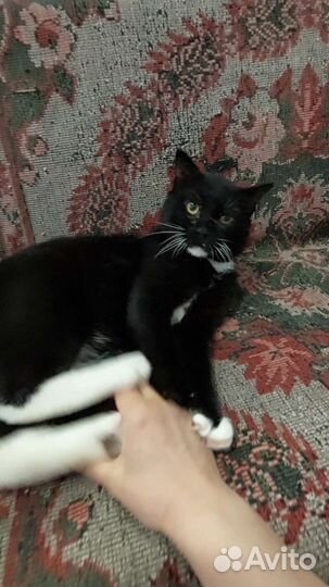 Кот Лучиано