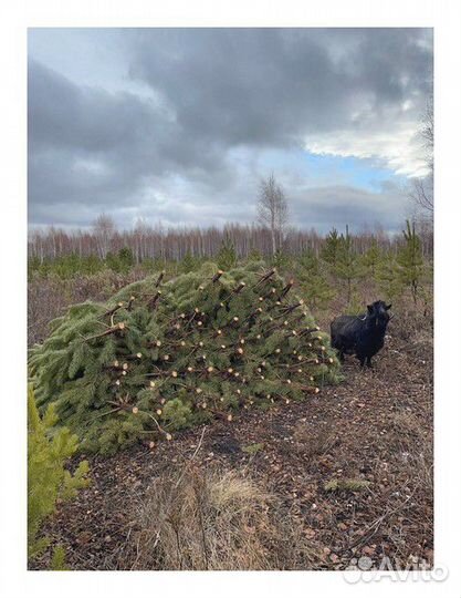 Сосна Рождественская