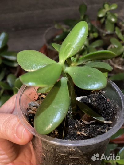 Толстянка Денежное дерево