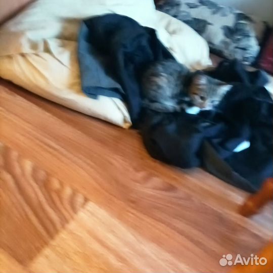 Отдам в связи с переездом